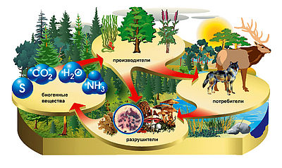 Участники биотического круговорота веществ