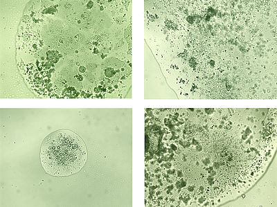 Клеточные структуры зелёных клеток зелёных растений в оливковом масле под микроскопом